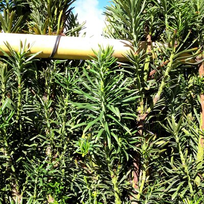 Cephalotaxus Harringtonia - 55L - on bamboo frame - image 3