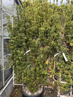 Cephalotaxus Harringtonia - 55L - on bamboo frame