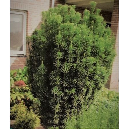 Cephalotaxus Harringtonii Fastigiata 3L