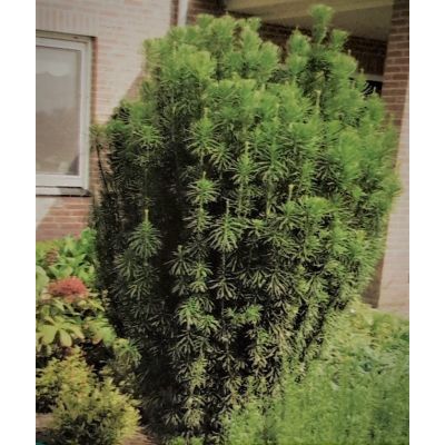 Cephalotaxus Harringtonii Fastigiata 3L