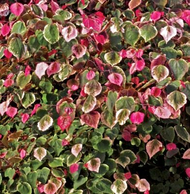 Cercis Canadensis 'Carolina Sweetheart'  - 30L - 200cm