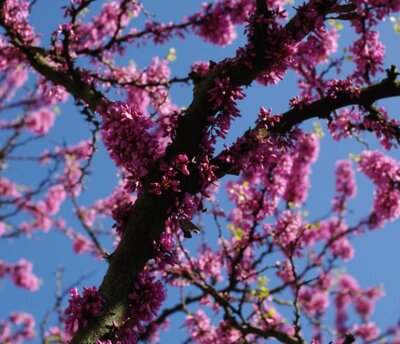 Cercis Canadensis 'Carolina Sweetheart'  - 30L - 200cm - image 2