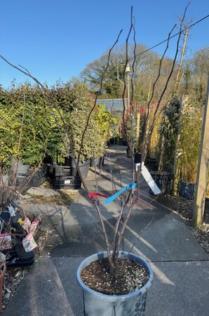 Cercis Canadensis 'Forest Pansy'- 15L - image 1