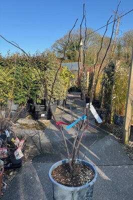 Cercis Canadensis 'Forest Pansy'- 15L