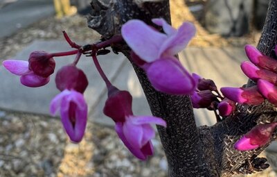Cercis Canadensis 'Forest Pansy'- 15L - image 2