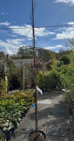 Cercis Canadensis 'Forest Pansy'- 18L - image 1