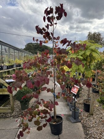 Cercis Canadensis 'Forest Pansy'- 18L - image 1