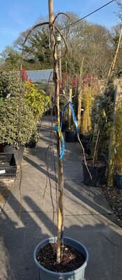 Cercis Canadensis 'Golden Falls'  - 18L