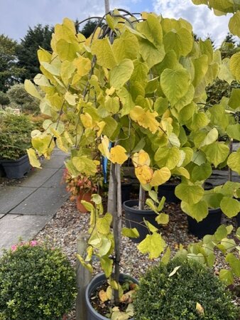 Cercis Canadensis 'Golden Falls'  - 18L - image 1