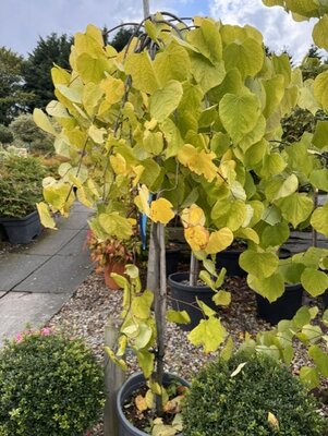 Cercis Canadensis 'Golden Falls'  - 18L
