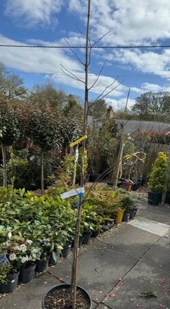 Cercis Canadensis Hearts of Gold  - 18L