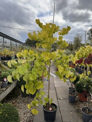 Cercis Canadensis Hearts of Gold  - 18L