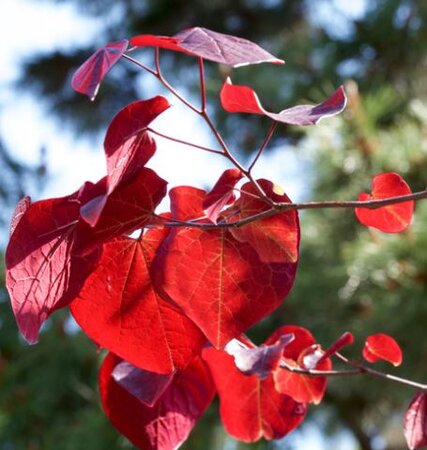 Cercis Canadensis 'Merlot'® - 25L - 1.5m - image 2