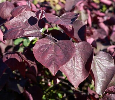 Cercis Canadensis 'Merlot'® - 25L - 1.5m