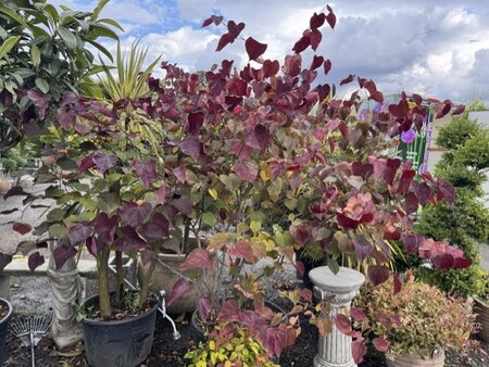Cercis Canadensis 'Red Force' 90L