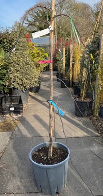 Cercis Canadensis 'Ruby Falls'