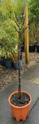 Cercis chinensis 'Avondale' 1/4 Std 10L