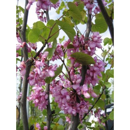 Cercis Siliquastrum (Judas Tree) - 30L