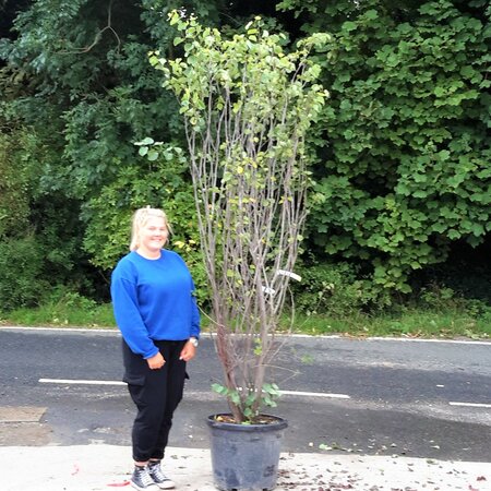 Cercis Siliquastrum (Judas Tree) - 45L - image 1