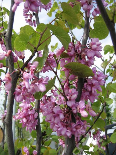 Cercis Siliquastrum (Judas Tree) - 45L - image 2