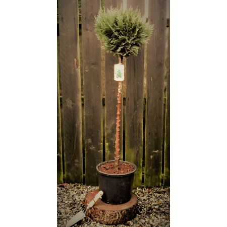 Chamaecyparis Lawsoniana Columnaris 1/2 std 10L