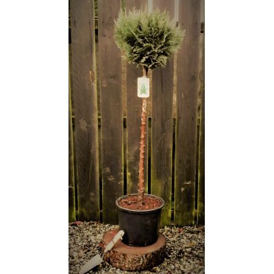 Chamaecyparis Lawsoniana Columnaris 1/2 std 10L