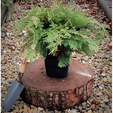 Chamaecyparis Lawsoniana Sunkist 2L - image 1