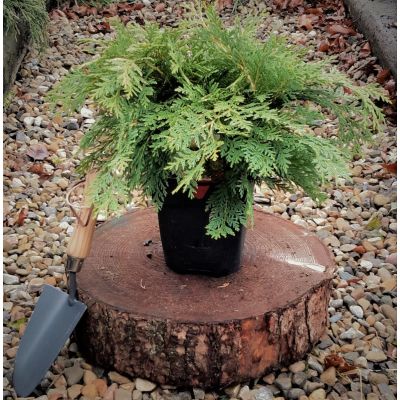 Chamaecyparis Lawsoniana Sunkist 2L