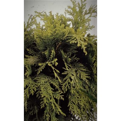 Chamaecyparis Lawsoniana Sunkist 2L - image 2