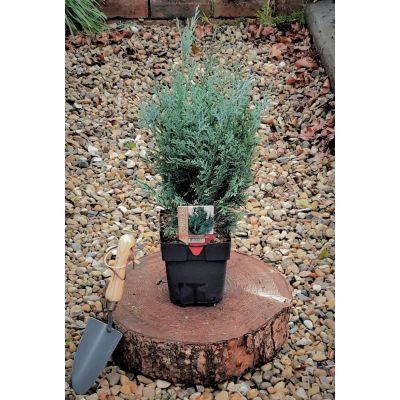Chamaecyparis Lawsoniana Van Pelt's Blue 2L