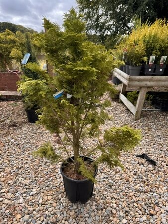 Chamaecyparis Obtusa Nana Gracilis 9L