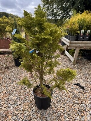 Chamaecyparis Obtusa Nana Gracilis 9L