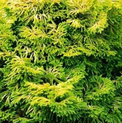 Chamaecyparis Obtusa Nana Gracilis - Qtr. Std.  - 25L - 0.6m