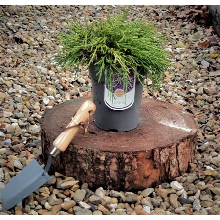 Chamaecyparis Pisifera Sungold 2L