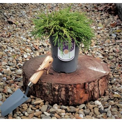 Chamaecyparis Pisifera Sungold 2L