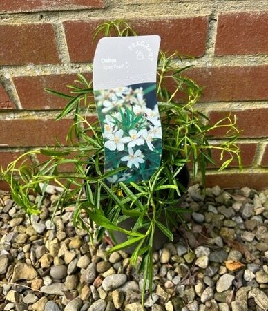 Choisya Aztec Pearl 2L