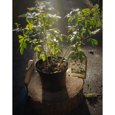 Choisya Ternata 2L (Mexican Orange)