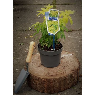 Choisya Ternata Brica 2L