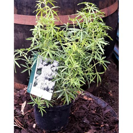 Choisya White Dazzler 2L