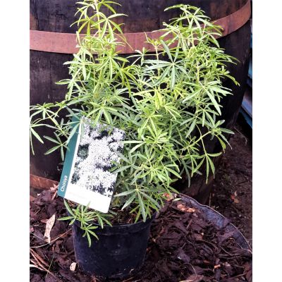 Choisya White Dazzler  2L