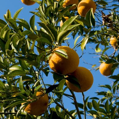 Citrus Aurantium (Seville Orange) 50L - 190cm clear stem