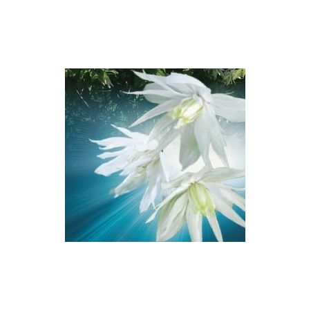 Clematis Alpina 'Albina Plena' - image 2