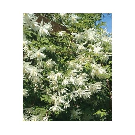Clematis Alpina 'Albina Plena' - image 1