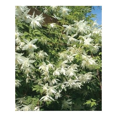 Clematis Alpina 'Albina Plena'