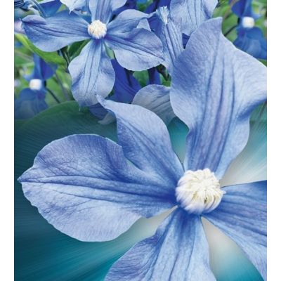 Clematis 'Arabella' - image 2