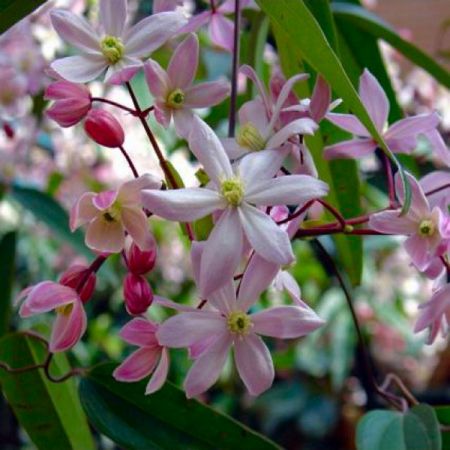Clematis 'Armandii Apple Blossom' - 2L