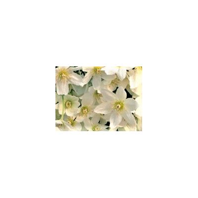 Clematis 'Cartmanii Joe'