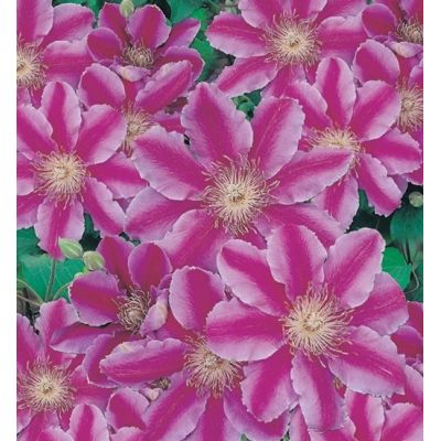 Clematis 'Dr. Ruppel'
