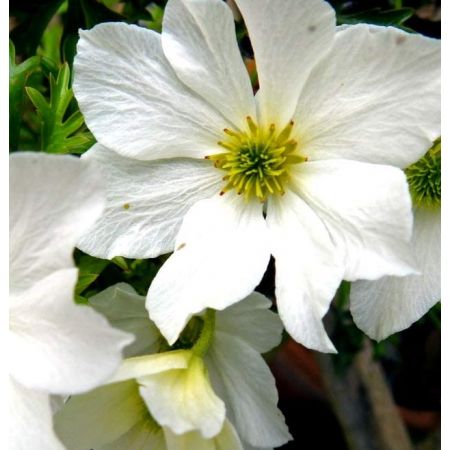 Clematis 'Early Sensation' - on frame - 2L