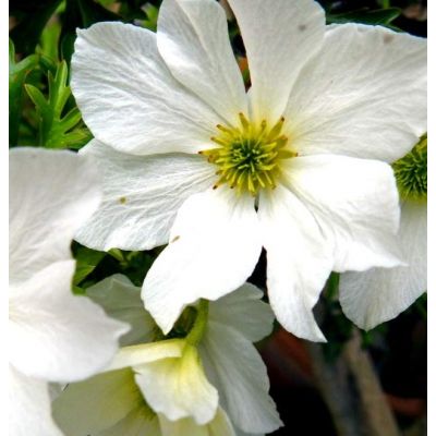 Clematis 'Early Sensation' - on frame - 2L